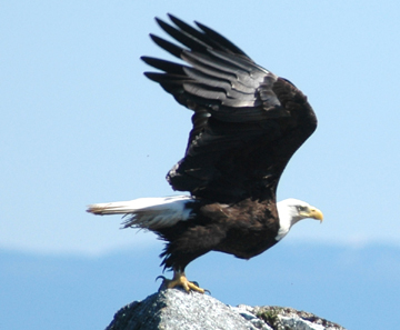 A bald eagle preparing for take off.