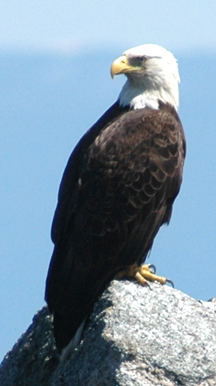 A bald eagle perched on a rock.