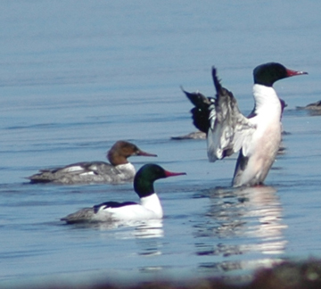 Mergansers in the water.