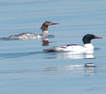 A merganser duck and drake together.