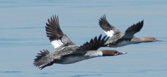 Mergansers in Flight: Two ducks.