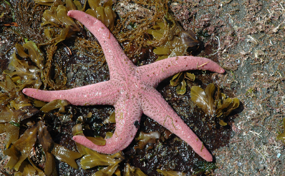Giant Pink Starfish
