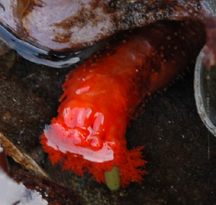Red Sea Cucumber wedged in a crevice.