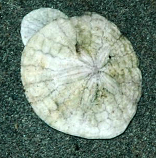 White tests of a dead sand dollar.