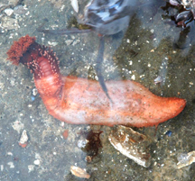 Red Sea Cucumber in tide pool.