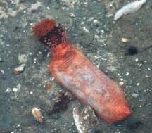 Red Sea Cucumber at Shelter Point Reef.