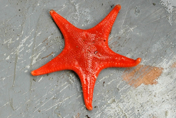 Vermilion Sea Star