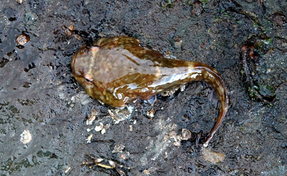 Northern Clingfish