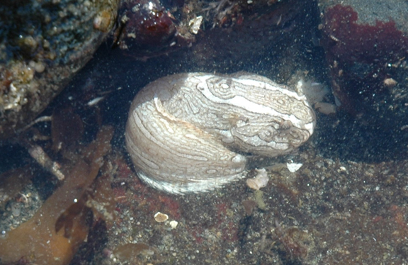 Unidentified Snailfish