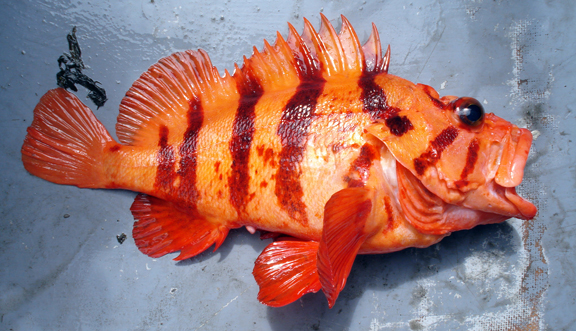 A Tiger Rockfish: Orange fish with red stripes.