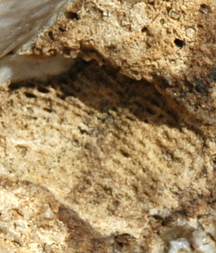 An example of a permian bryozoan found at Buttle Lake.