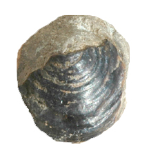 Cretaceous Elf Cap Snail Fossil.