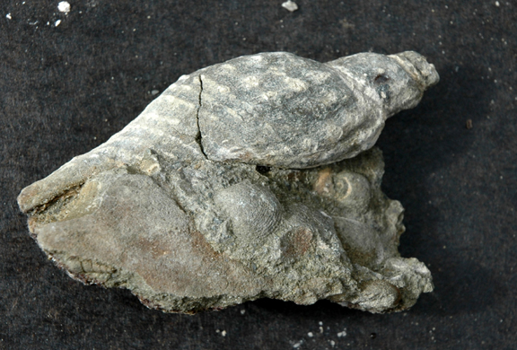 Longoconcha, probably L. navarroensis