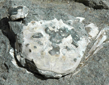 Fossil Cretaceous Crab from Shelter Point: Longusorbis.