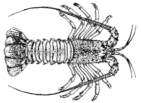 Illustration of modern day spiny lobster.