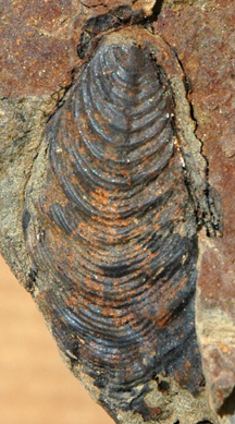 Fossil Sphenoceramus shell in matrix.