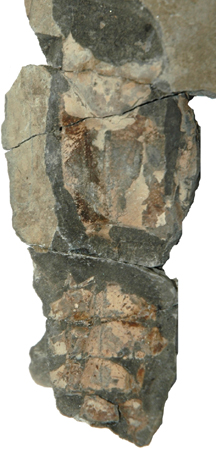 Fossil cretaceous spiny lobster from Puntledge River.