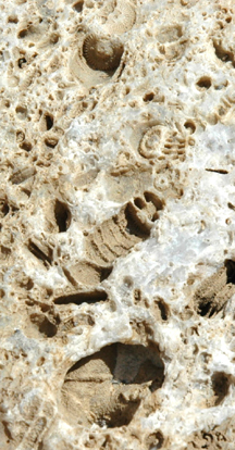 Crinoid stems in limestone from Buttle Lake.