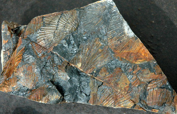 Triassic Paper Clams Found at the Upper Campbell Lake