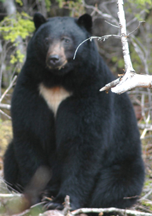 Black bear displaying white chevron.