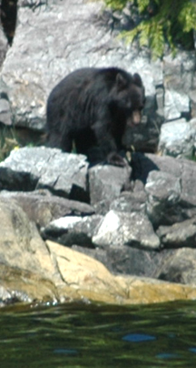 Young black bear foraging for food on the shoreline.