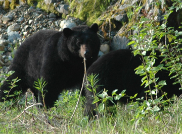 Two young black bears.