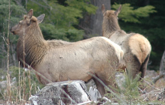 Roosevelt Elk herd grazing in a clear cut.