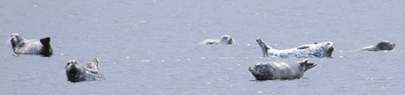 Colony of Pacific Harbor Seals at Shelter Point.