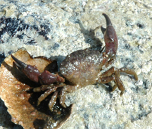 Black-clawed crab.