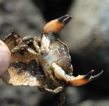 Black-clawed mud crab: Underside with good view of black coloration on claws.