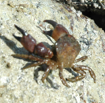 Black-clawed Crab: Side View