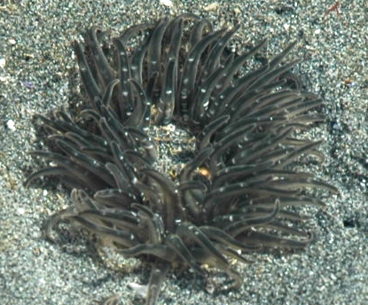 Burrowing Anemone in the Sand.