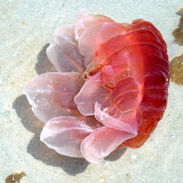 Lion's Mane Jellyfish: Profile view.