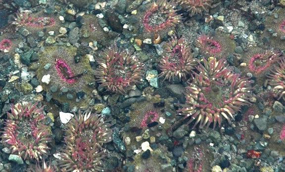 Pink-tipped anemone colony.