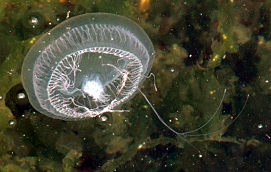 Water Jelly