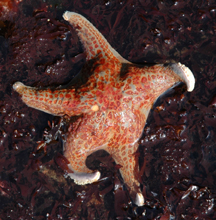 Leather star at low tide.