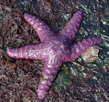 Ochre sea star with strong purple coloration.