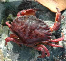 Red Rock Crab: A juvenile in the intertidal zone.