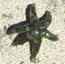 six-rayed sea star