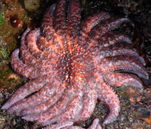 Sunflower star at low tide.