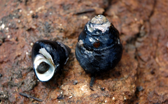 Black Turban Snail Shell