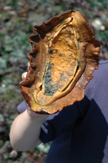 A child holding a Pacific Gumboot Chiton.