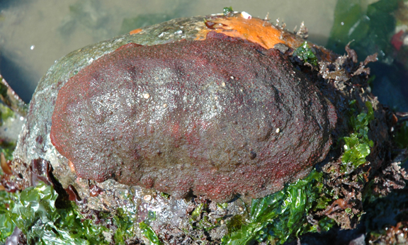 A Giant Pacific Chiton at Stories Beach.