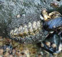 Mossy Chiton in tide pool.