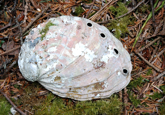 Northern Abalone Shell