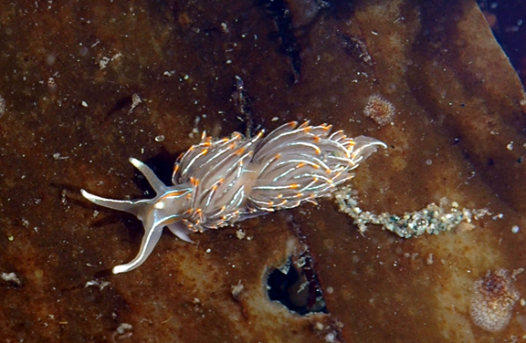 Opalescent Nudibranch