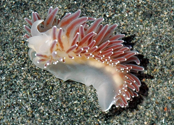 Red Flabellina