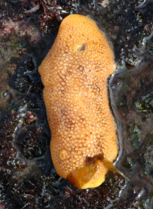 Noble Sea Lemon on seaweed.