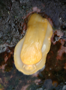 Sea lemon with underside exposed.