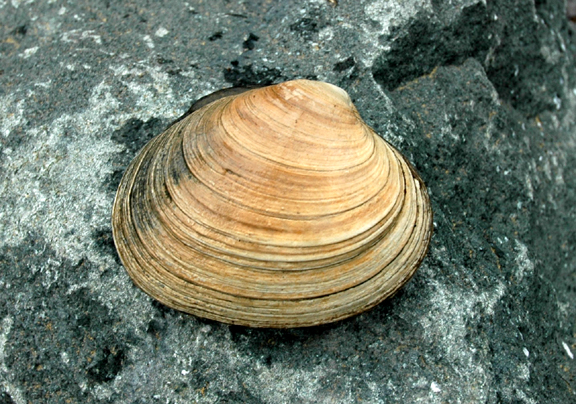 Washington Butter Clam